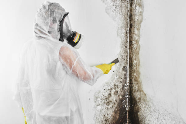 Best Mold Testing and Inspection Services in Singac, NJ