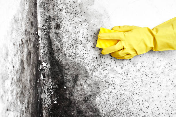 Best Basement Mold Remediation in Singac, NJ