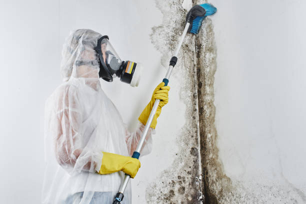 Trusted Singac, NJ Mold Remediation Experts