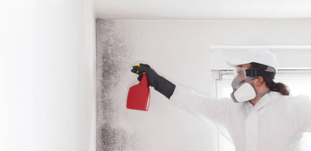 Best DIY Mold Remediation Support Services in Singac, NJ