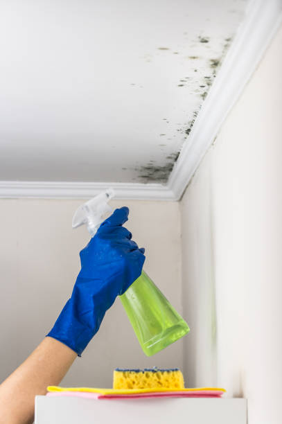 Best White Mold Remediation in Singac, NJ