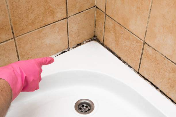 Best Emergency Mold Remediation in Singac, NJ